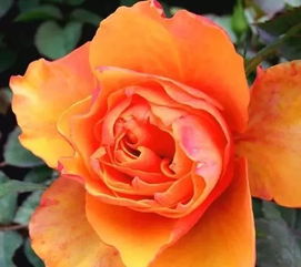 月季月月开花的秘密