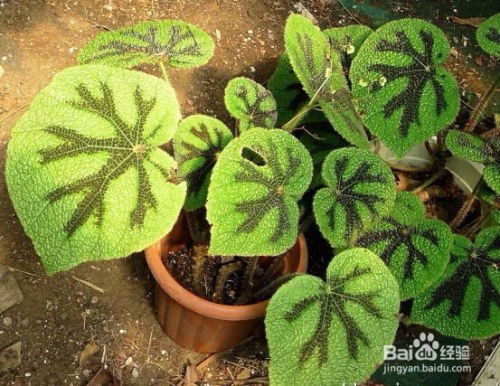 土壤pH值：海棠适宜生长在微酸性的土壤中