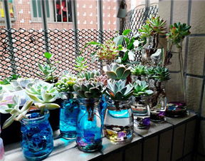 接下来水培的时候有哪些技巧？