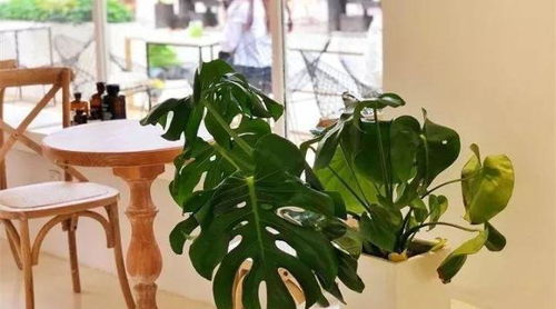 门前种啥树，财运滚滚来？