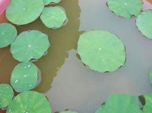 睡莲种子的获取