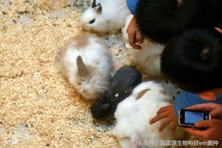兔子能否食用猪饲料，这种饲料对猪是否安全，两者之间是否存在潜在的健康风险？