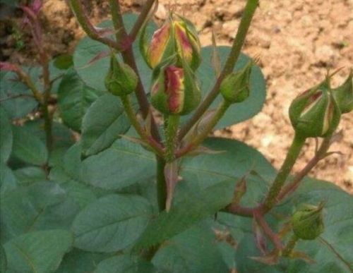 夏秋修剪堪状态