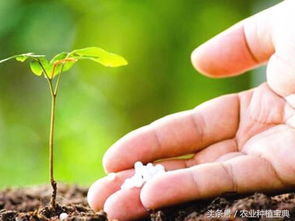 第一招：牛羊爱吃的耐碱牧草