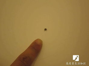 果蝇小飞虫杀虫剂有哪些使用小窍门，能有效消灭家中的小飞虫？