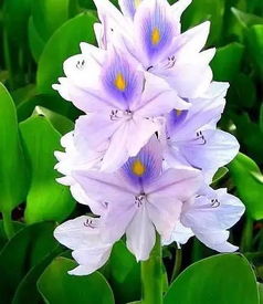 常见花卉的魅力