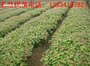 五角枫小苗的价格探秘