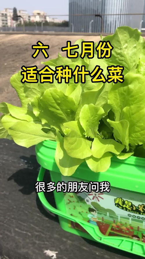 7. 七月份的蔬菜小秘密