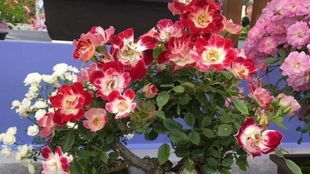 秋季种植的优势