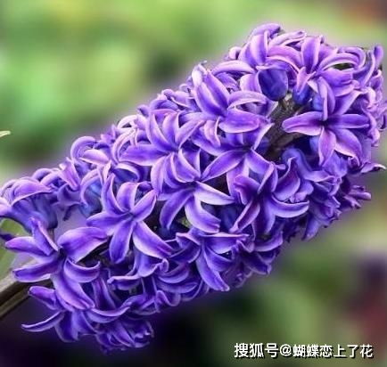 风信子发芽后如何巧妙拆分