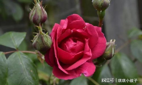 效果展示：月季花在戊唑醇的呵护下