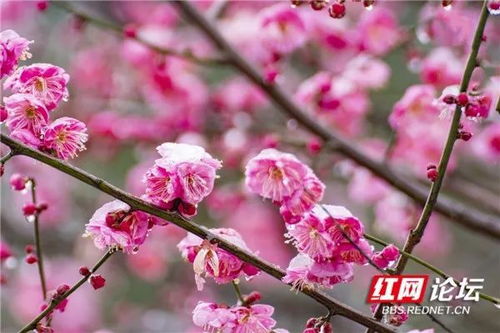 红梅冬天开花的奇迹是如何形成的，其背后有哪些科学原理和文化内涵