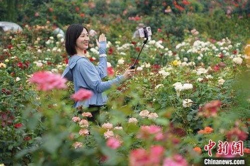 月季的变迁：从庭院到田地