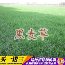 四季青草种子种植时如何准备土壤和妥善养护才能确保其成活率高