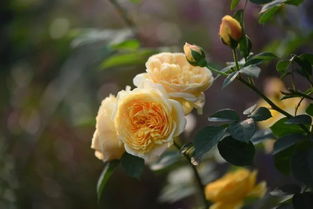 霜冻过后 月季花该如何修剪