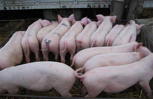 加强仔猪营养，提升免疫力