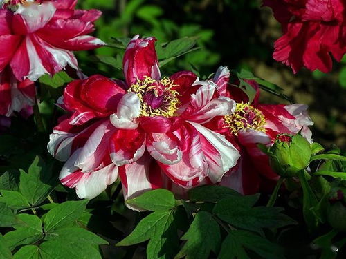 牡丹花是中国传统名花，以富丽堂皇著称