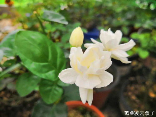 风车茉莉修根技巧，耐修剪花卉推荐