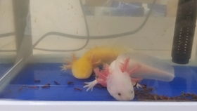 红腹蝾螈有毒吗？新手饲养要注意些什么