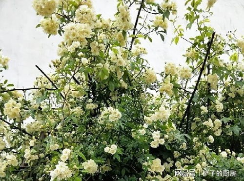 春天是栽种的好时节