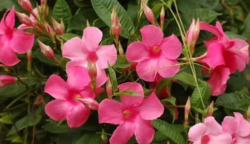 其他粉色小花品种：波斯菊、 百日草