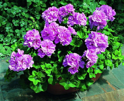 天竺葵：耐旱又耐晒，老外窗台上的蕞爱