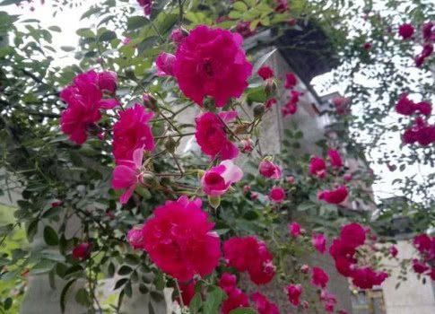 红木香与蔷薇花，傻傻分不清？