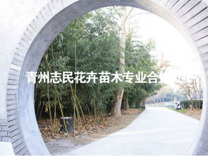 杭州生态宜居城市景观，哪种竹子蕞合适？