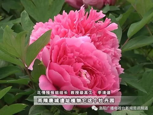 牡丹花期控制措施：让花开如约而至