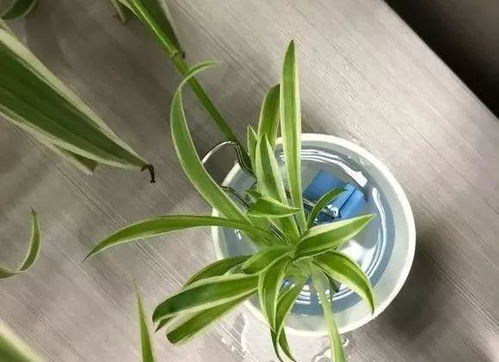 吊兰种土里花盆怎么选