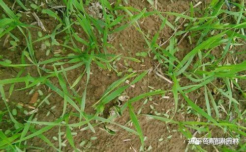 使用除草剂的小技巧