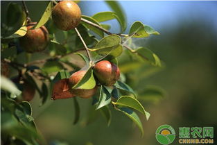 ⑤ 北方种植区的忒别讲究