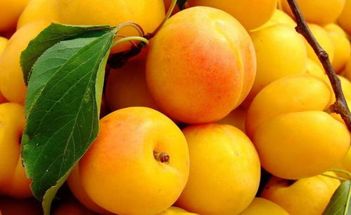 杏种子种植小窍门：选对时机，省下200元不是梦！