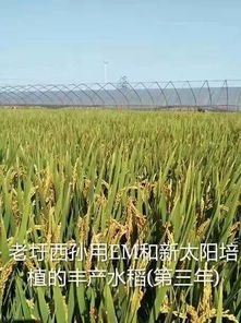 一亩地用多少乙草胺？