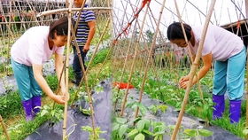 三唑类杀菌剂，豆角病害的“杀手锏”？