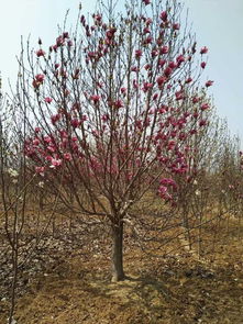 二、 苗木品种大盘点