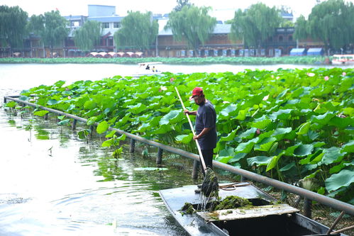水中的“绿色地毯”——地毯草