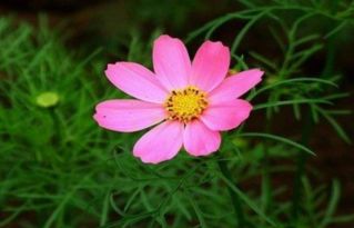 波斯菊的神奇嫩力