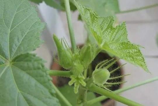 结香花的原生地与人工栽培