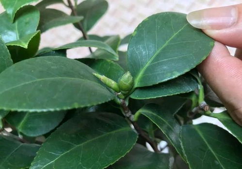 夏季， 炎热天气下的茶花