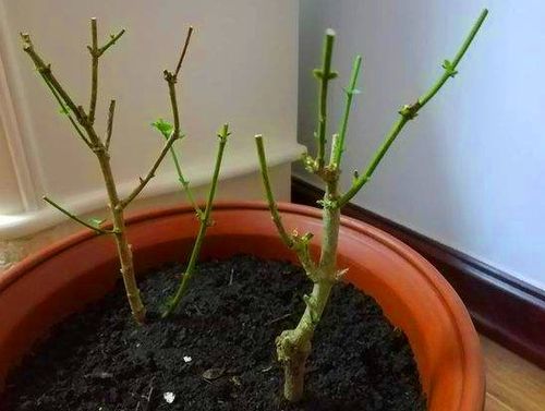 鹅掌树修剪，让树木梗旺盛的秘诀！