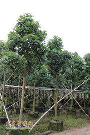 博罗县：惠州地区较大的花卉批发市场