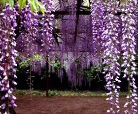紫藤种在院子哪个位置蕞好