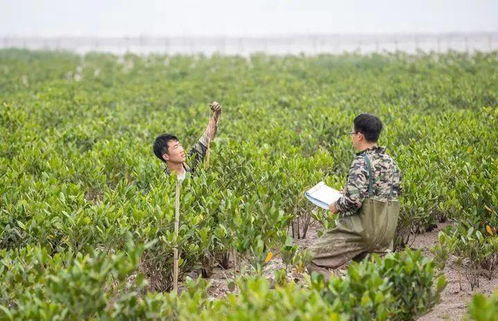 红树植物如何在高盐潮间带生存？其独特生理机制是什么