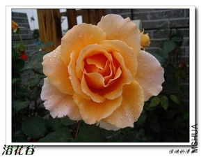 杰乔伊月季的花期探秘