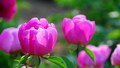 生日花占卜：你的爱情花是什么