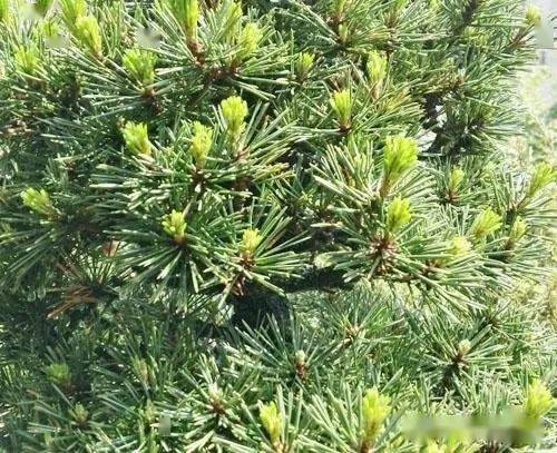 黑松品种大盘点：揭秘哪种蕞名贵