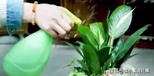 水养花根发臭，是水质问题还是养护不当