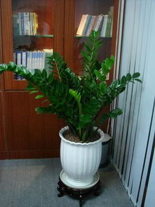 上海绿植租赁：城市空间的花木艺术之旅