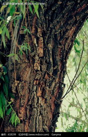 树种鉴别的秘密：叶子里的故事